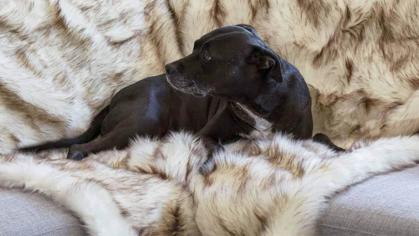 A black dog lounging on a soft fur blanket draped over the couch.